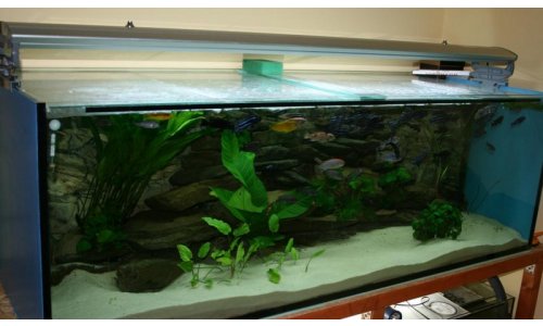 Malawi Mbuna Becken 756l